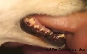 free zoofilia video, animal sex porn