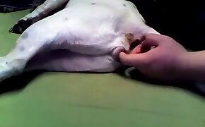 sara estanislau fudendo - zoophilia with fisting, hardcore fuck with animal