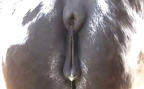 pussy fuck with animal, zoophil fucks mare