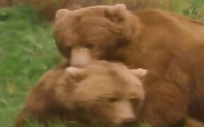 videos with beastiality, beastiality sex free videos