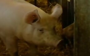 bet5567 - animal fucking with slut, sex with pig