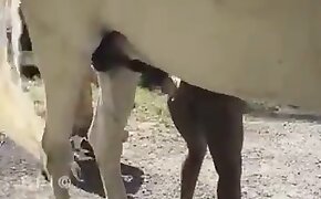 free beastiality movies, zoophila